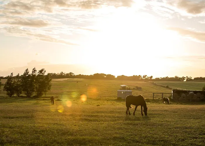 Schilfrohrsaenger 30 * Fuhlendorf (Mecklenburg-Vorpommern)